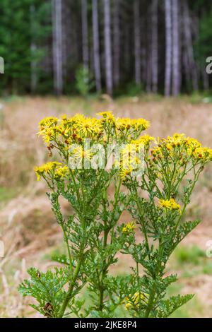 Fiori gialli dell'erbaccia tossica Tansy Ragwort (Jacobea vulgaris) che fioriscono in un prato estivo soleggiato a Western Washington, Stati Uniti, dove è Foto Stock