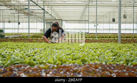 Donna afroamericana che ispeziona piante che fanno controllo di qualità in ambiente idroponico guardando le foglie verdi in serra. Lavoratore agricolo che coltiva lattuga biologica che controlla per i parassiti. Foto Stock