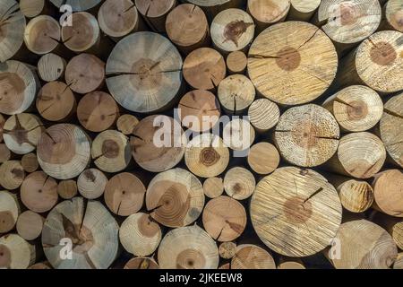 tagliare tronchi Foto Stock