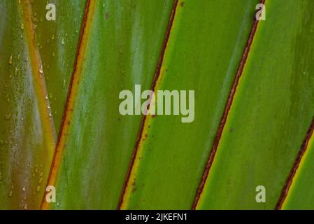 vista ravvicinata delle foglie di palma bagnate con rugiada mattutina Foto Stock