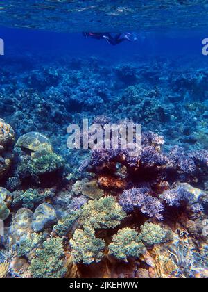 Indonesia Isole Anambas - Donne snorkeling nella barriera corallina Foto Stock