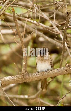 Bulbul comune (Pycnonotus barbatus) arroccato in un albero circondato da piccoli rami Foto Stock