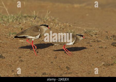 Lapwing coronato (Vanellus coronatus), coppia di accoppiamento impegnata in rituale di accoppiamento Foto Stock