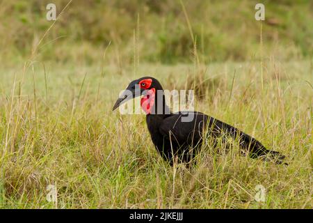 Massa meridionale Hornbill (Bucorvus leadbeateri) Foto Stock