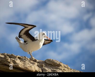 Oltre il 70% della popolazione globale dell'albatro dalla sopracciglia nera (Thalassarche melanophris) si riproduce nelle colonie delle Isole Falkland Foto Stock