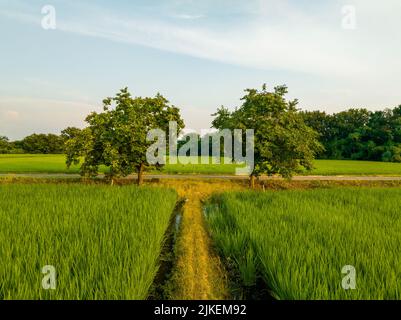 Due alberi e canale di irrigazione attraverso campi di riso verde in estate Foto Stock