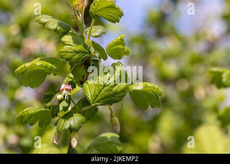 piccoli fiori di uva spina nella stagione primaverile, fiori di uva spina durante la fioritura nel giardino della frutta Foto Stock