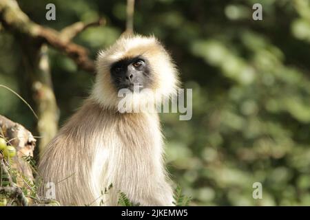 Langar grigio nel Parco Nazionale di Nagarhole, India Foto Stock