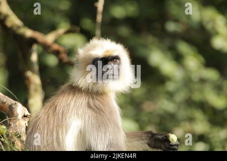 Langar grigio nel Parco Nazionale di Nagarhole, India Foto Stock