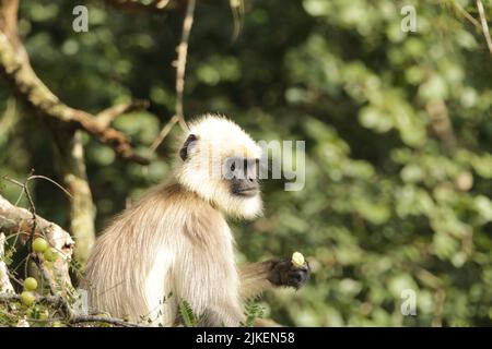 Langar grigio nel Parco Nazionale di Nagarhole, India Foto Stock