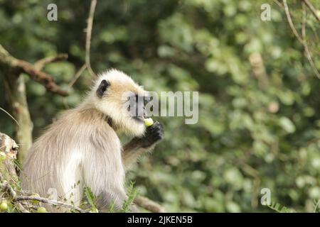 Langar grigio nel Parco Nazionale di Nagarhole, India Foto Stock