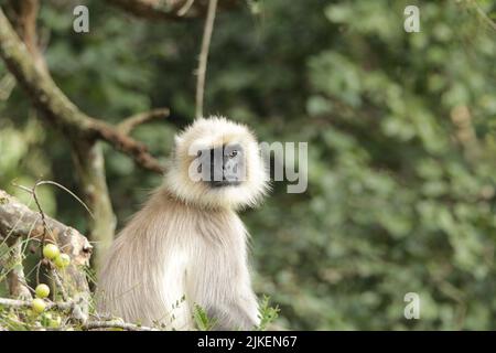 Langar grigio nel Parco Nazionale di Nagarhole, India Foto Stock