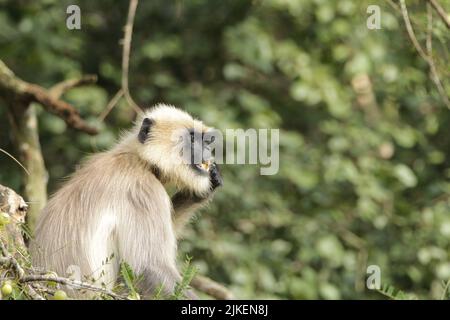 Langar grigio nel Parco Nazionale di Nagarhole, India Foto Stock