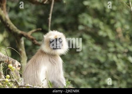 Langar grigio nel Parco Nazionale di Nagarhole, India Foto Stock