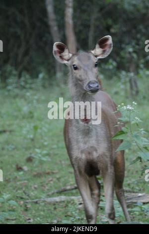 Cervi sambar nel Parco Nazionale di Nagarhole, India Foto Stock