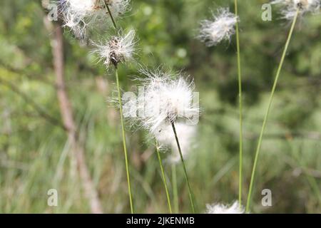 Erioforo, piante di cottongrass nella palude di Sphagnum. Foto Stock