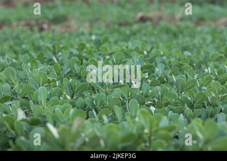 sfondo di piante di purslane con fuoco selettivo all'aperto Foto Stock