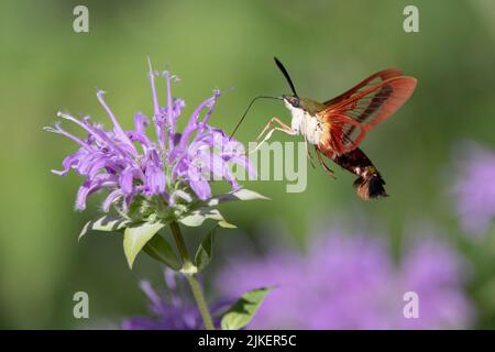 Hummingbird Clearwing Moth (Hemaris thysbe) Foto Stock