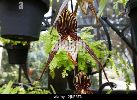 Bella lunga bearded paphiopedilum ibrido orchidea fiore Foto Stock