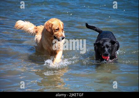 Due cani che giocano con una palla nel fiume Foto Stock