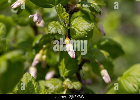 piccoli fiori di uva spina nella stagione primaverile, fiori di uva spina durante la fioritura nel giardino della frutta Foto Stock