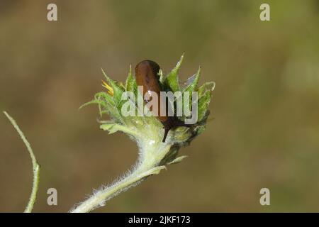 Slug (Arion rufus) o Slug (Arion vulgaris), famiglia Roundback Slug (Arion vulgaris). Alimentazione su un girasole comune (Helianthus annuus) Foto Stock