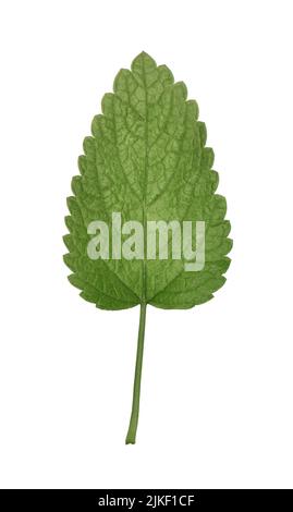 Balm - Melissa officinalis Foto Stock