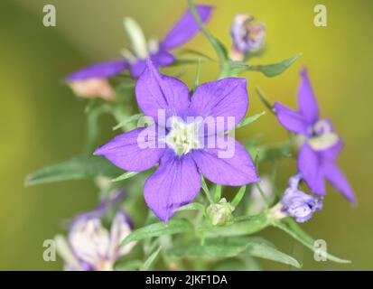 Grande Venere-Looking-Glass - Legousia speculum-veneris Foto Stock