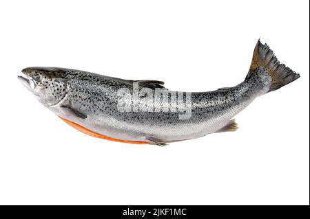 Salmone intero isolato su bianco. Pesce rosso salmone fresco crudo. Carcassa di salmone intero su sfondo bianco. Per mercati, negozi e ristoranti Foto Stock