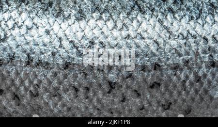 pesce scala primo piano. salmone scala primo piano. Texture of fish scale. Banner web. Vista dall'alto Foto Stock