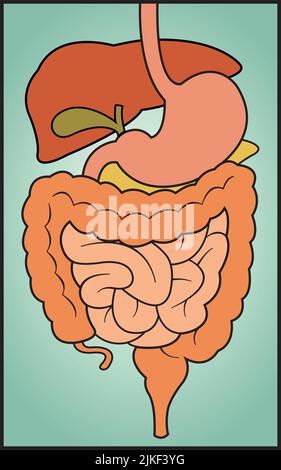 Un'illustrazione vettoriale grafica del sistema digestivo umano. Illustrazione Vettoriale