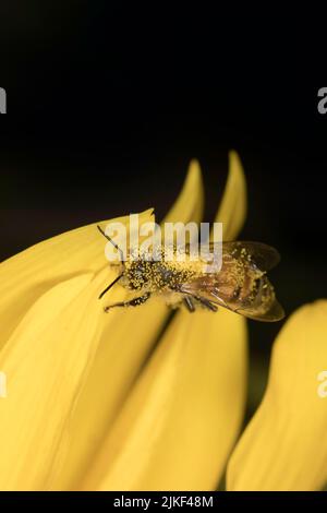 Ape su un girasole Foto Stock