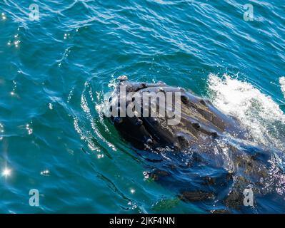 Una Whale Humpback pokes la sua testa fuori dall'acqua mostrando i granai che crescono sulla pelle della sua testa durante un viaggio di avvistamento delle balene nell'Oceano Pacifico vicino Foto Stock