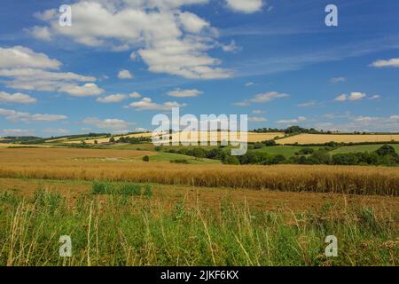 Campagna bella e colorata in estate, Givendale, Yorkshire Wolds, UK, con colture agricole, bestiame, pascoli e cielo blu. Orizzontale Foto Stock