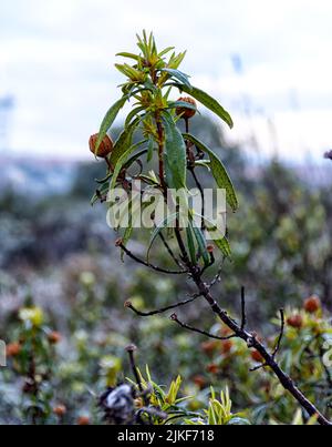 Plantas y Vistas del Parque Regional del Curso Medio del Río Guadarrama en la Comunidad de Madrid, España Foto Stock