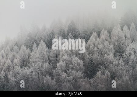 Una vista sui droni di alberi di abete rosso innevati in una foresta nebbiosa Foto Stock