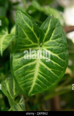 Un frammento dell'interno con una varietà di piante interne. Concetto di giungla urbana. Design biophilia. Foto Stock