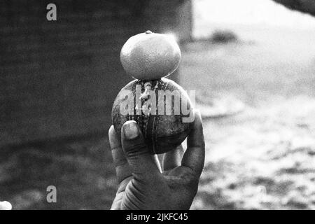 Una scala di grigi di fuoco selettiva di una mano che tiene una palla di cricket e di bilanciamento tangerine su di esso con uno sfondo sfocato di un muro di mattoni Foto Stock