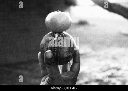 Scala di grigi a fuoco selettiva di una mano che tiene una palla di cricket e che bilancia un mandarino su di essa Foto Stock