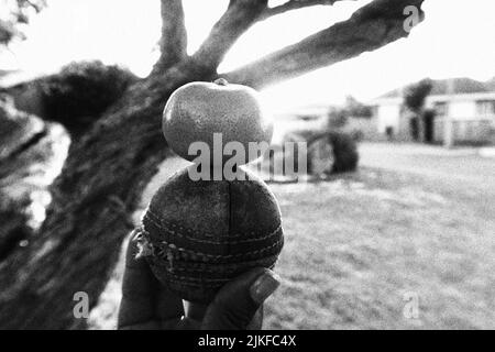 Un fuoco selettivo scala di grigi di una mano che tiene una palla di cricket e di bilanciamento tangerine su di esso con uno sfondo sfocato di un albero e case Foto Stock