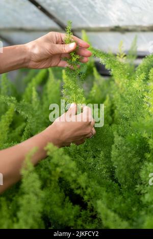 Donna sceglie asparagi per l'acquisto in vivaio-giardino per acquistare per diversificare l'interno di casa Foto Stock