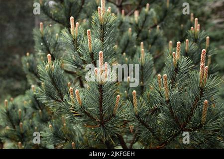 Ravvicinato albero di pino Foto Stock