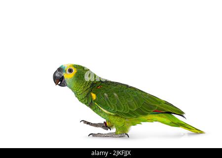 Pappagallo blu o turchese fronteggiato Amazone aka Amazona estiva, a piedi per vie laterali. Guardando a lato mostrando il profilo. Isolato su sfondo bianco. Foto Stock
