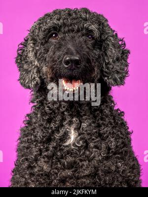 Un bel cane nero Labradoodle, fotografato in uno studio e guardando verso la macchina fotografica. Fotografato su uno sfondo rosa Foto Stock
