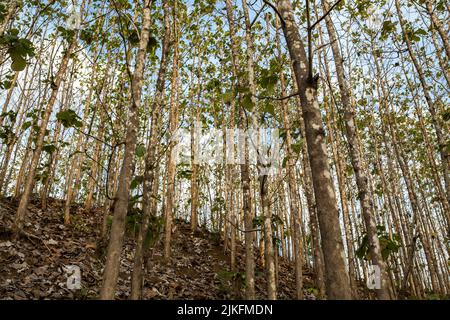 Foresta di legno di teak in Indonesia Foto Stock