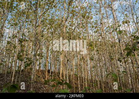 Foresta di legno di teak in Indonesia Foto Stock