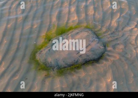 Pietra con alghe sotto l'acqua con riflessi ondulati della luce del sole Foto Stock
