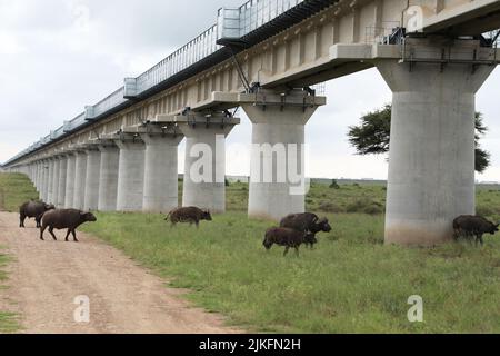 (220802) -- NAIROBI, 2 agosto 2022 (Xinhua) -- molti bufali passano attraverso i passaggi animali del ponte superiore maggiore del Parco Nazionale di Nairobi, dotato di deflettori di rumore a Nairobi, Kenya, il 19 maggio 2021. La ferrovia cinese a scartamento standard Mombasa-Nairobi (SGR) ha appena festeggiato il suo quinto anniversario di funzionamento sicuro. La ferrovia di Mombasa-Nairobi attraversa riserve naturali come il Parco Nazionale di Nairobi e il Parco Nazionale di Tsavo. Al fine di ridurre l'impatto sull'ambiente, sono state adottate una serie di misure durante la progettazione e la costruzione della ferrovia, quali b Foto Stock