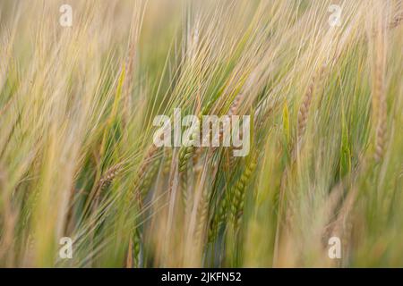 Un orecchio di segale o di grano nel campo. Prato di segale che si muove sul vento, primo piano, fuoco selettivo. Grano giovane, un campo di orecchiette decorative Foto Stock