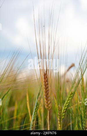 Un orecchio di segale o di grano nel campo. Prato di segale che si muove sul vento, primo piano, fuoco selettivo. Grano giovane, un campo di orecchiette decorative Foto Stock